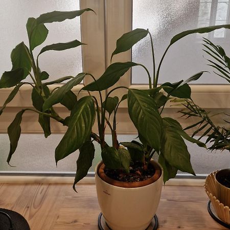 Apartman Dominovic Omiš Екстериор снимка
